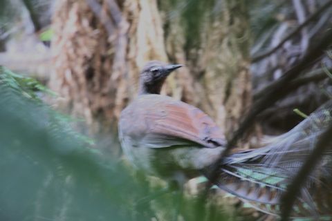 Superb Lyrebird (Menura novaehollandiae)